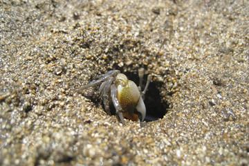 穴から出てきたヤドカリ