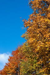 Fototapeta premium Eté indien