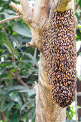 Swarm of honey bee  on tree
