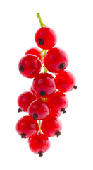 Red currants