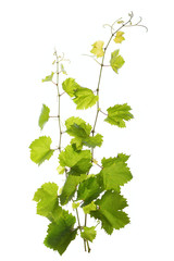 Vine leaves isolated on white