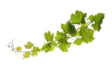Vine leaves isolated on white - 69130457