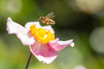 Japanese anemone flower and hoverfly