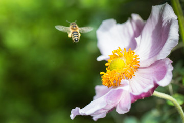 Japanese anemone flower and hoverfly