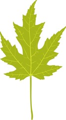 Green leaf of silver maple