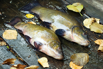Fish tench