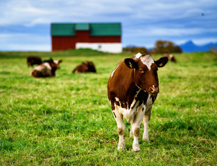Norway cow on farm backdrop