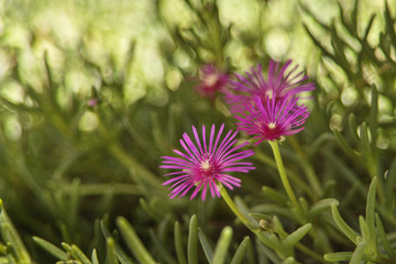 Obraz premium Blumen