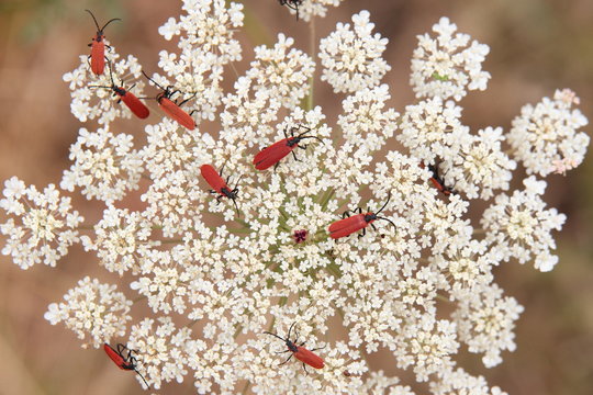 Lygistopterus sanguineus, flores Zanahoria silvestre.
