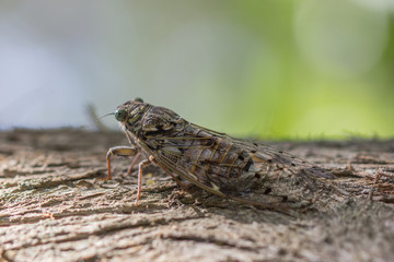 Zikade