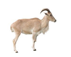 female Barbary sheep (Ammotragus lervia)