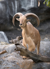 male Barbary sheep (Ammotragus lervia)