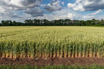 Fototapeta na wymiar landscape of wheat field in summer