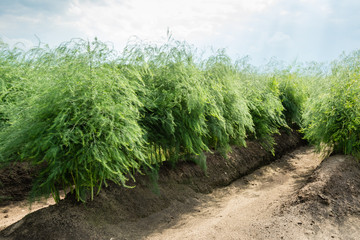 Asparagus plants in the field after the harvest season