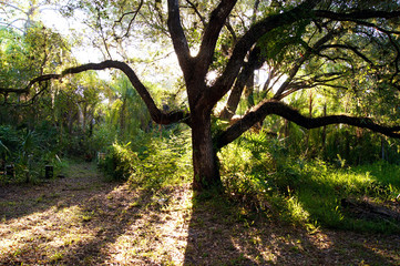 Naklejka premium backlit oak tree in morning