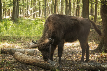 bison eating bark