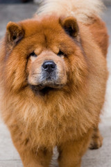 cane chow-chow color fulvo