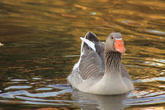 Gray Duck Swimming