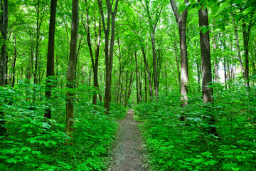 nature forest