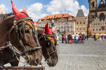 Naklejka na ściany i meble Horse Carriage waiting for tourists at the Old Square in Prague.