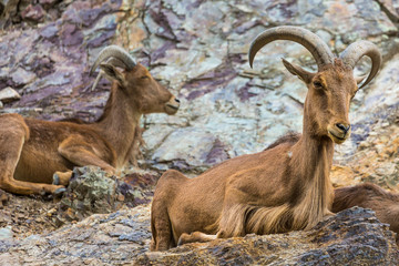 West caucasian tur goat in nature.