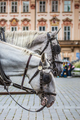 Naklejka premium Horse Carriage waiting for tourists at the Old Square in Prague.