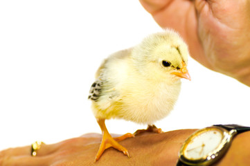 Junges Hühnerküken auf Hand erkundet Armbanduhr