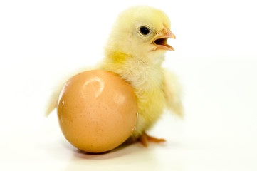 Frisch geschlüpftes Hühnerküken mit Eierschale