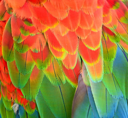 Obraz premium Beautiful colorful high detailed Macaw feathers