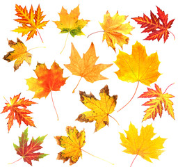 Naklejka na ściany i meble Autumn leaves collage isolated on white