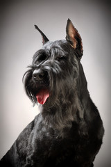 Black Giant Schnauzer dog