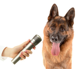Cute dog with microphone isolated on white