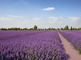 Fototapeta na wymiar Landcape Provence