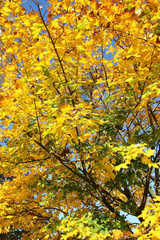 Tree with yellow leaves in the autumn park