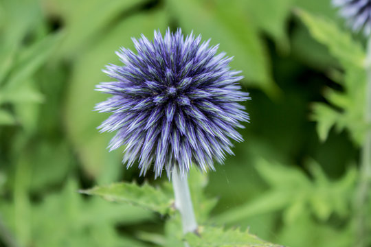 Kugeldistel (Echinops)