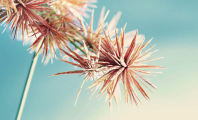 Sedge flower. (Cyperus imbricatus)