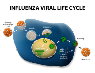 Influenza Virus Replication Cycle