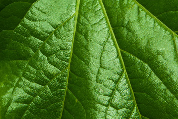 leaf closeup texture