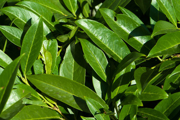 leaf closeup texture