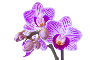 Fototapeta na wymiar Purple Orchid flower