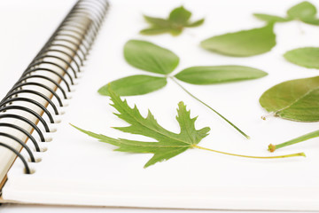 Dry up plants on notebook close up