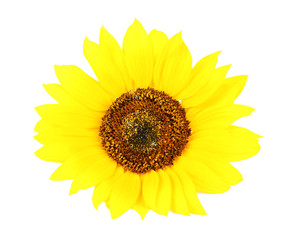 Fototapeta premium Sunflower isolated on white