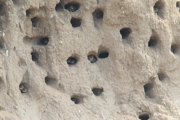 Sand martin's nesting hole (Riparia riparia) in North China 