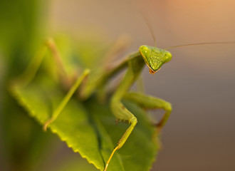 Praying Mantis