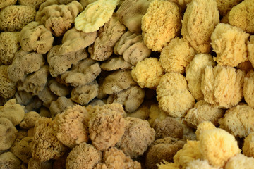 Closeup of a natural sponges