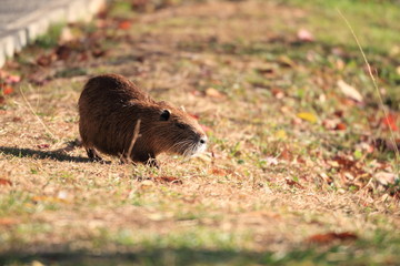 Coypu (Myocastor coypus) in Japan