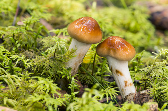 Cortinariaceae mushrooms growing in moss