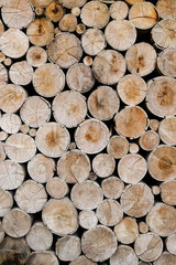 wood logs for industry