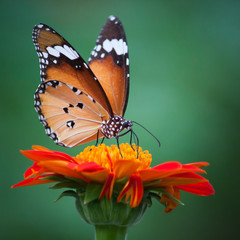 Butterfly on a flower