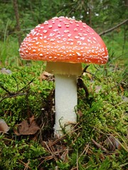 mushroom in the forest